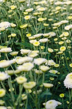 White Chrysanthemum Morifolium flowers garden on Doi Inthanon mountain in Chiang Mai province of Thailand.