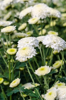 White Chrysanthemum Morifolium flowers at garden on Doi Inthanon mountain in Chiang Mai province of Thailand.