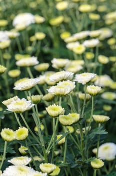 White Chrysanthemum Morifolium flowers garden on Doi Inthanon mountain in Chiang Mai province of Thailand.