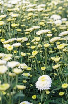 White Chrysanthemum Morifolium flowers garden on Doi Inthanon mountain in Chiang Mai province of Thailand.
