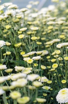 White Chrysanthemum Morifolium flowers garden on Doi Inthanon mountain in Chiang Mai province of Thailand.
