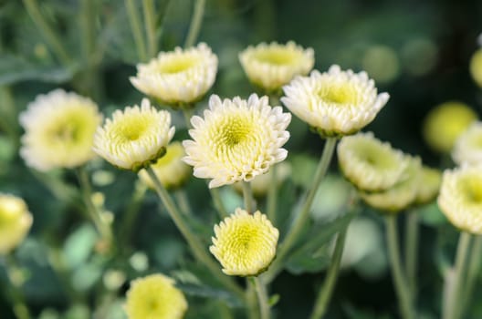 White Chrysanthemum Morifolium flowers at garden on Doi Inthanon mountain in Chiang Mai province of Thailand.