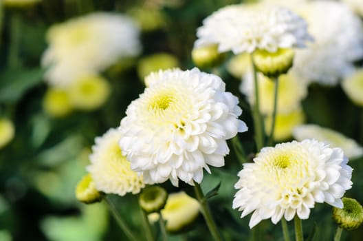 White Chrysanthemum Morifolium flowers at garden on Doi Inthanon mountain in Chiang Mai province of Thailand.