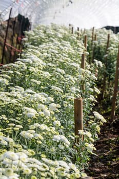 Inside greenhouse of white Chrysanthemum Morifolium flowers farms on Doi Inthanon mountain in Chiang Mai province of Thailand.