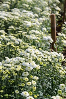 Inside greenhouse of white Chrysanthemum Morifolium flowers farms on Doi Inthanon mountain in Chiang Mai province of Thailand.