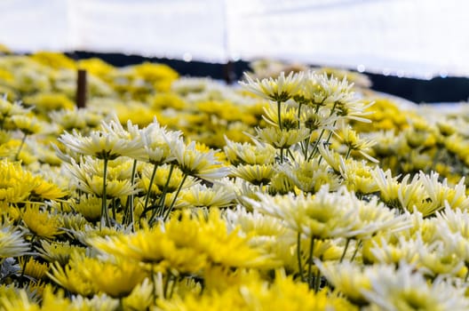 Chrysanthemum Morifolium flowers farm on Doi Inthanon mountain in Chiang Mai province of Thailand.
