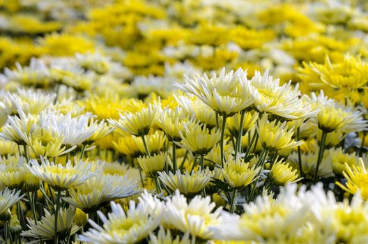 Chrysanthemum Morifolium flowers garden on Doi Inthanon mountain in Chiang Mai province of Thailand.