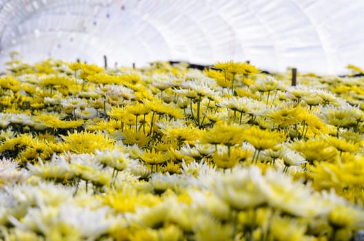Chrysanthemum Morifolium flowers farm on Doi Inthanon mountain in Chiang Mai province of Thailand.