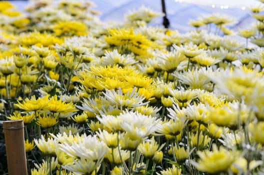 Chrysanthemum Morifolium flowers garden on Doi Inthanon mountain in Chiang Mai province of Thailand.