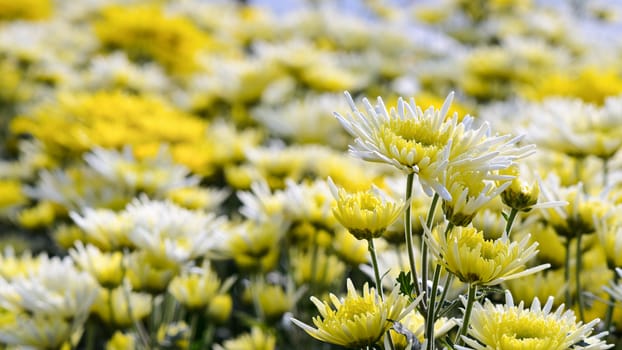 Chrysanthemum Morifolium flowers garden on Doi Inthanon mountain in Chiang Mai province of Thailand