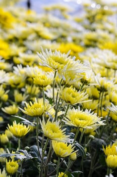 Chrysanthemum Morifolium flowers garden on Doi Inthanon mountain in Chiang Mai province of Thailand.
