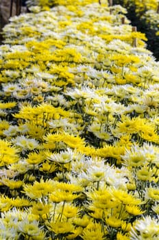 Chrysanthemum Morifolium flowers garden on Doi Inthanon mountain in Chiang Mai province of Thailand.