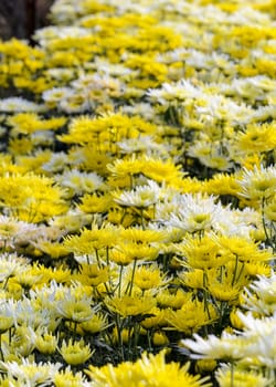 Chrysanthemum Morifolium flowers garden on Doi Inthanon mountain in Chiang Mai province of Thailand.