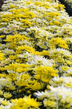 Chrysanthemum Morifolium flowers garden on Doi Inthanon mountain in Chiang Mai province of Thailand.