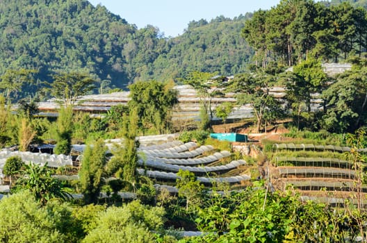 Flower farm on Doi Inthanon mountain in Chiang Mai, Thailand.
