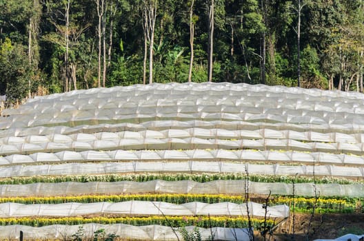 Flower farm on Doi Inthanon mountain in Chiang Mai province of Thailand.