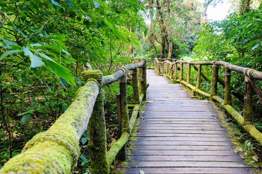 Pathway in the forest made of wooden on Doi Inthanon mountain at Chiang Mai province, Thailand