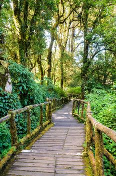 Pathway in the forest made of wooden on Doi Inthanon mountain at Chiang Mai province, Thailand