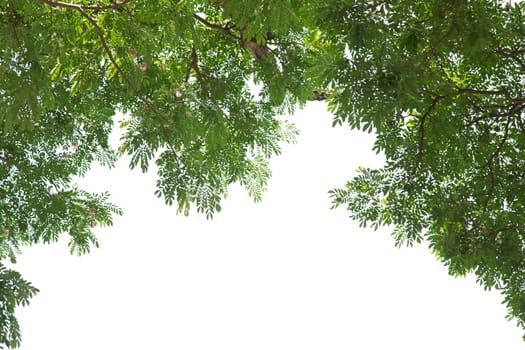 Under the tree with branch and green leaves