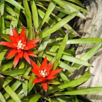 Red flower and green leaf on wood