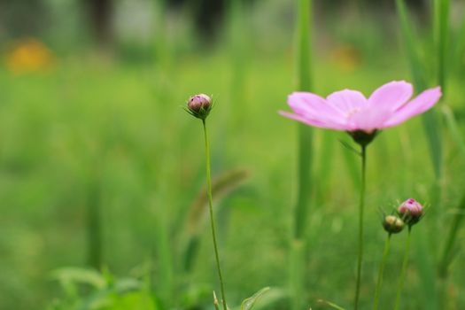 wild flowers in the park