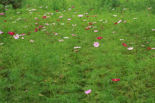 wild flowers in the park