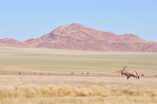 Oryx in grass and mountain landscape in the Namib Desert

