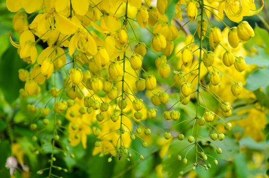 Purging Cassia or Ratchaphruek flowers ( Cassis fistula ) national flower of Thailand with bright yellow beauty