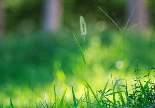 bristle grass in summer