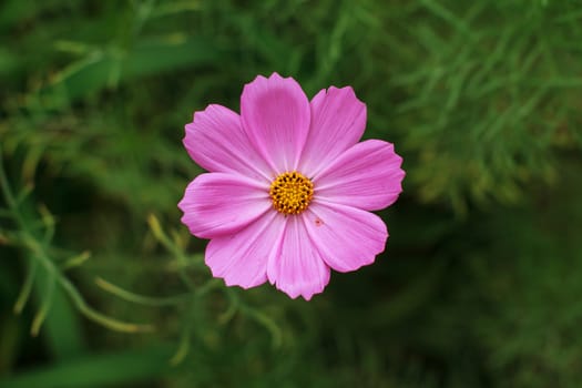 wild flowers in the park