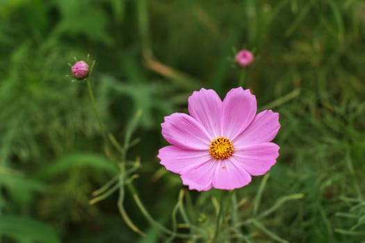 wild flowers in the park