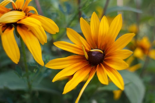 wild flowers in the park