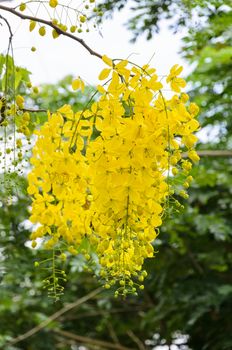 Purging Cassia or Ratchaphruek flowers ( Cassis fistula ) national flower of Thailand with bright yellow beauty