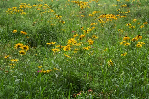 wild flowers in the park