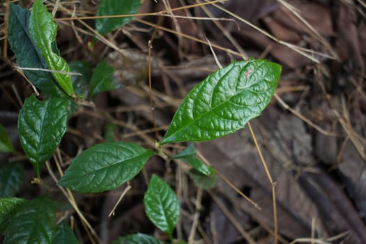  young loquat tree in spring