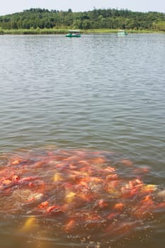 colorful carps in the lake