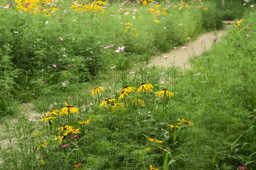 wild flowers in the park