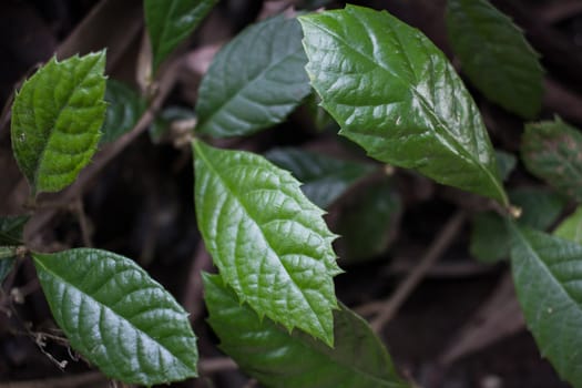  young loquat tree in spring