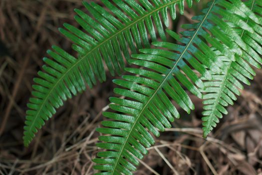 Fern Leaf in forest