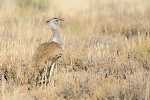 Kori Bustard in the Kgalagadi Transfrontier Park, South Africa. It is the biggest bird capable of flying
