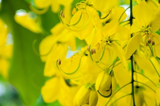 Close up Purging Cassia or Ratchaphruek flowers ( Cassis fistula ) national flower of Thailand with bright yellow beauty