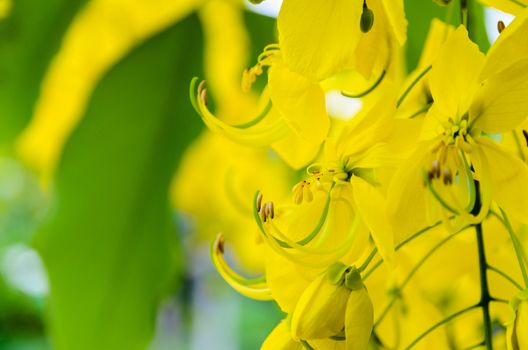 Close up Purging Cassia or Ratchaphruek flowers ( Cassis fistula ) national flower of Thailand with bright yellow beauty