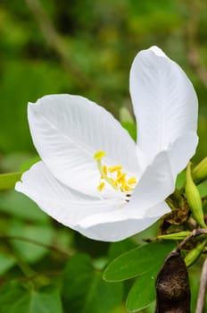 Snowy Orchid flower ( Bauhinia acuminata )  is a species of flowering shrub native to tropical southeastern Asia, Thailand