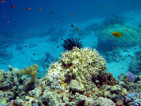 coral reef with hard and soft corals at the bottom of tropical sea on blue water background