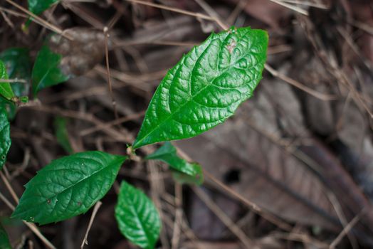  young loquat tree in spring