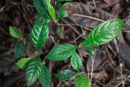  young loquat tree in spring