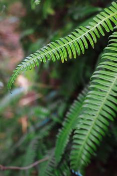 Fern Leaf in forest