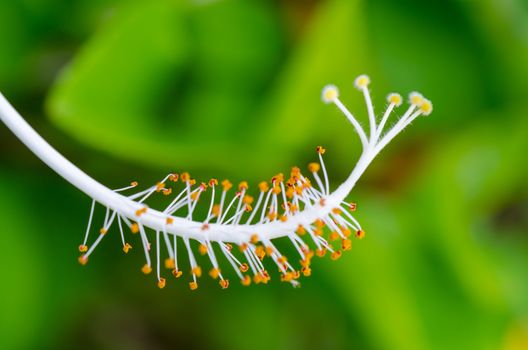 Close up white carpel of the Snowflake Hibiscus ( Hibiscus rosa sinensis )