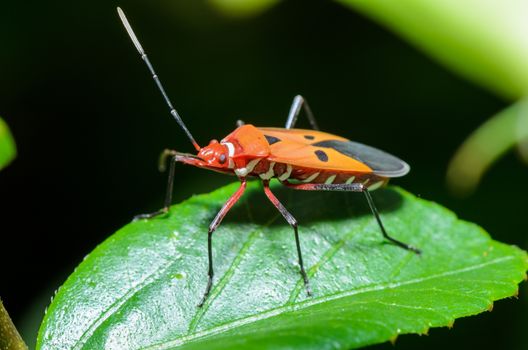 Red Cotton Bug (Dysdercus cingulatus) Close-up on a green leaf