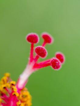 Close up red carpel of the Snowflake Hibiscus ( Hibiscus rosa sinensis )
